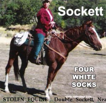 STOLEN EQUINE  Double Sockett, Near Erda, UT, 84074